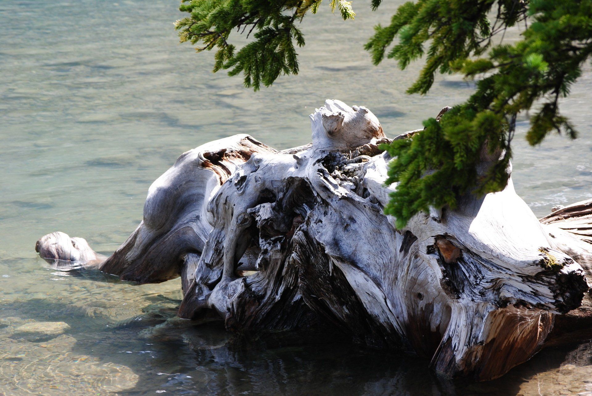A large piece of driftwood is laying on the shore of a lake