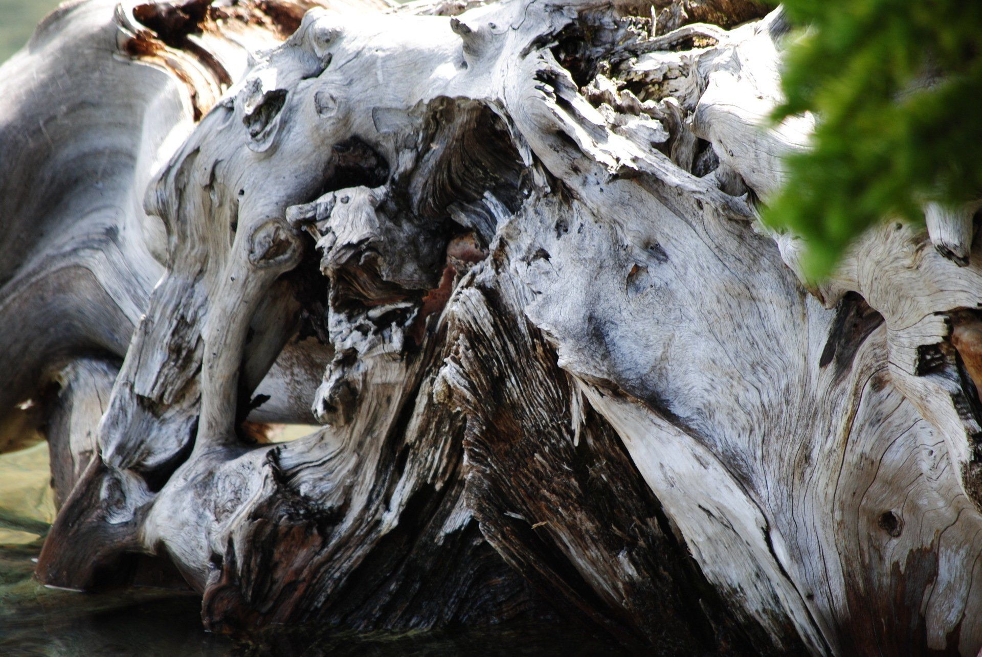 A close up of a piece of wood that looks like a skull