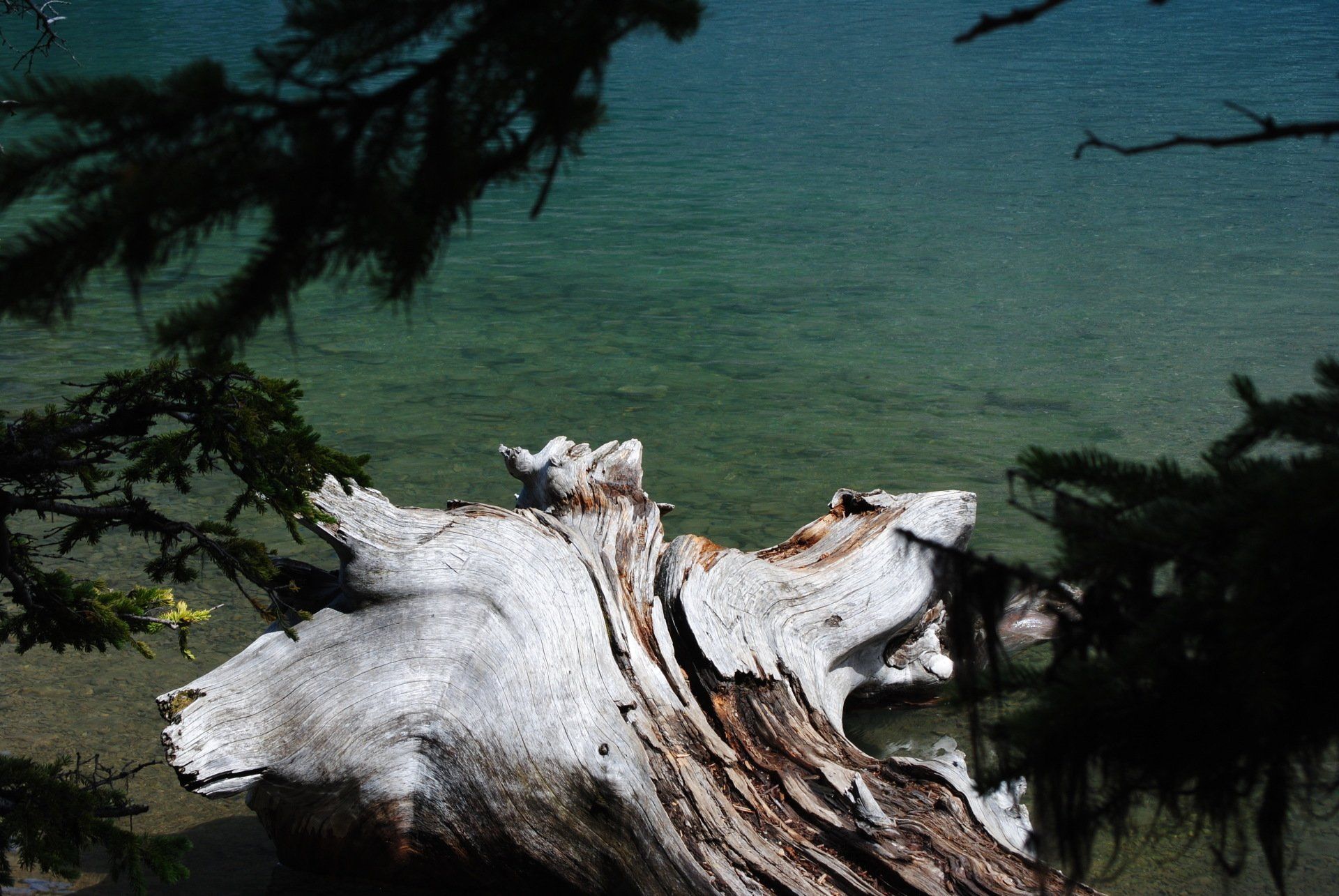 A large piece of driftwood is sitting on the shore of a lake.