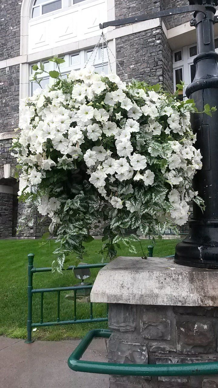 A bunch of white flowers are hanging from a pole in front of a building.
