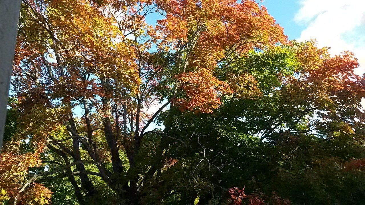 A tree with a lot of leaves on it