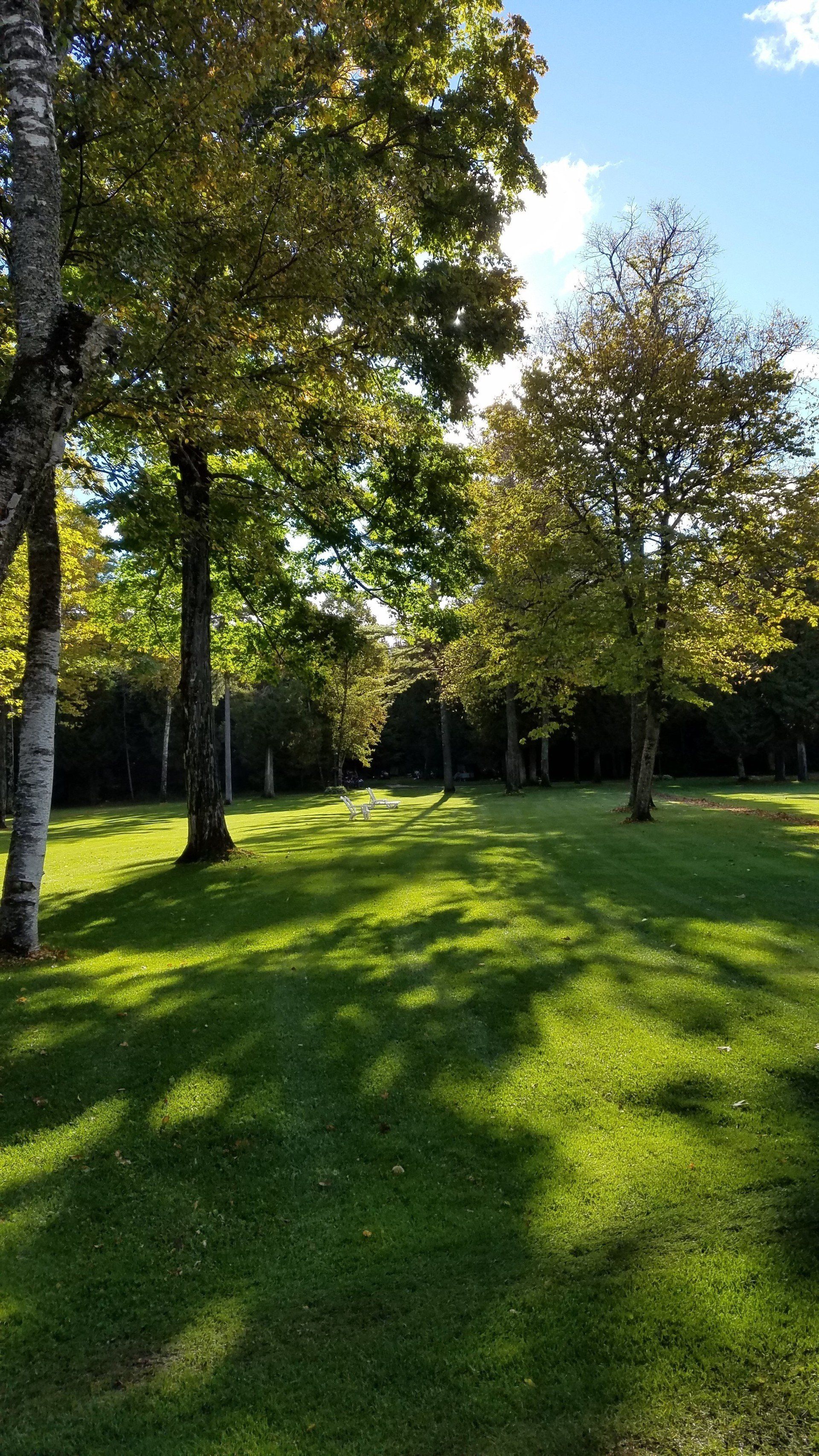 A lush green field surrounded by trees on a sunny day.