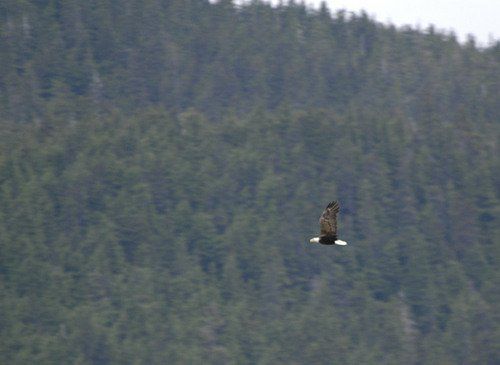 A bird is flying over a forest with a mountain in the background.