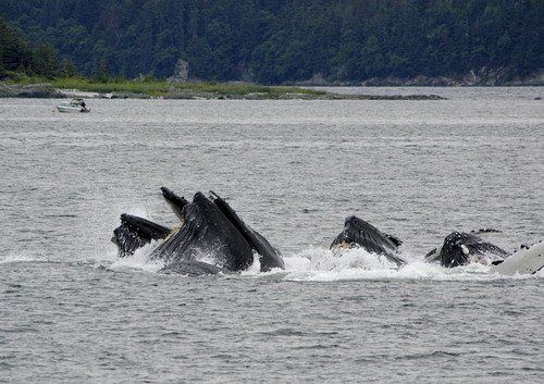 A group of humpback whales are swimming in the water.
