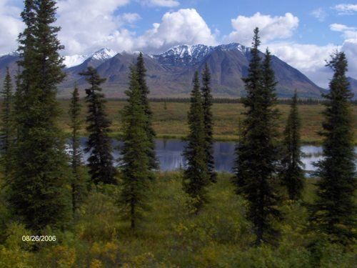 A landscape with trees and a mountain in the background