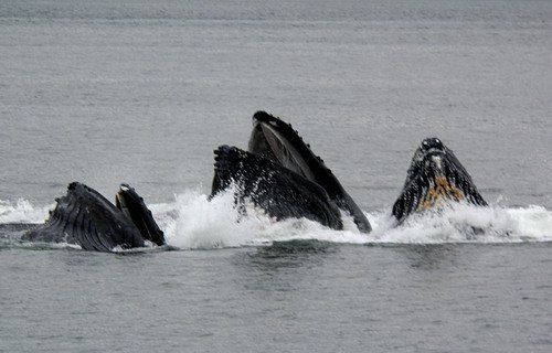 A group of humpback whales are swimming in the ocean.