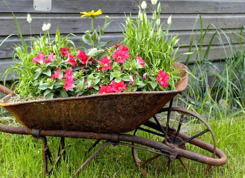 A rusty wheelbarrow filled with red flowers and greenery