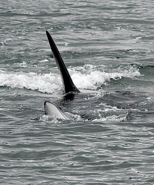 A black and white photo of a whale swimming in the ocean.