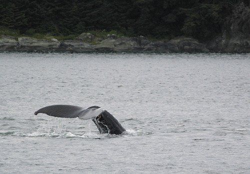 A humpback whale is swimming in the ocean.