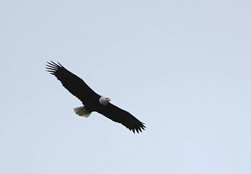 A bald eagle is flying through a clear blue sky.