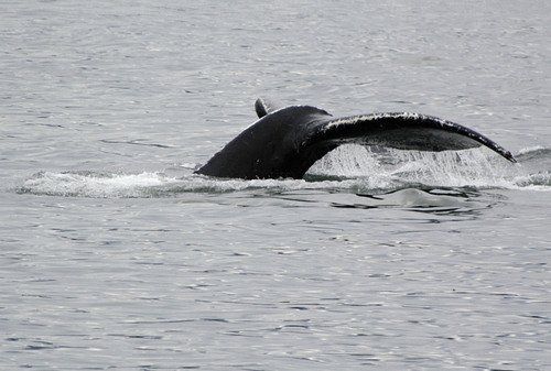 A humpback whale is swimming in the ocean.