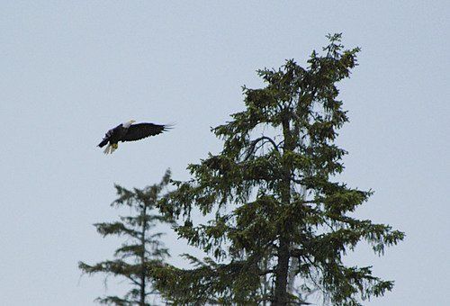 A bald eagle is flying over a pine tree.
