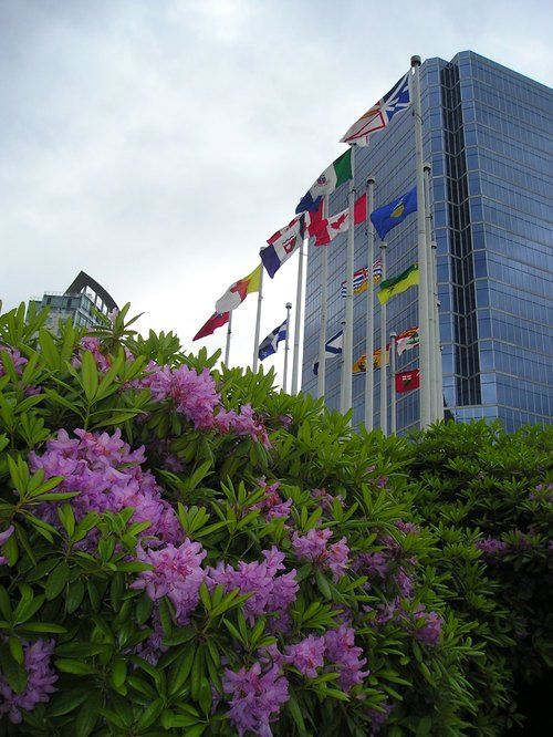 A bunch of flags are flying in front of a building
