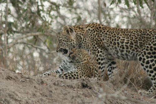 Two leopards are laying on top of a dirt hill.