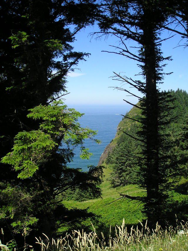 A view of the ocean through the trees on a hillside