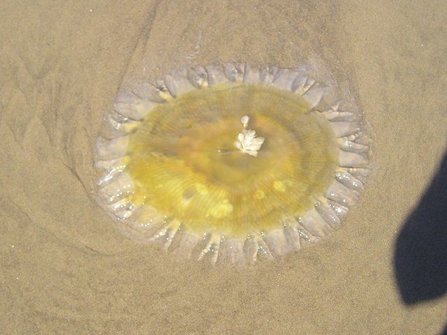 A jellyfish is floating in the sand on the beach