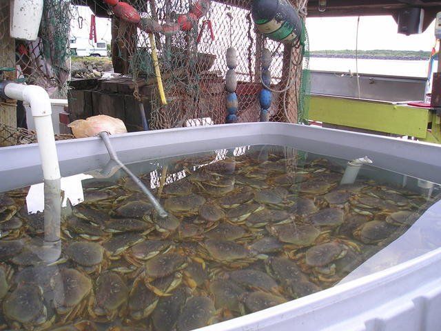 A large tank filled with crabs on a boat