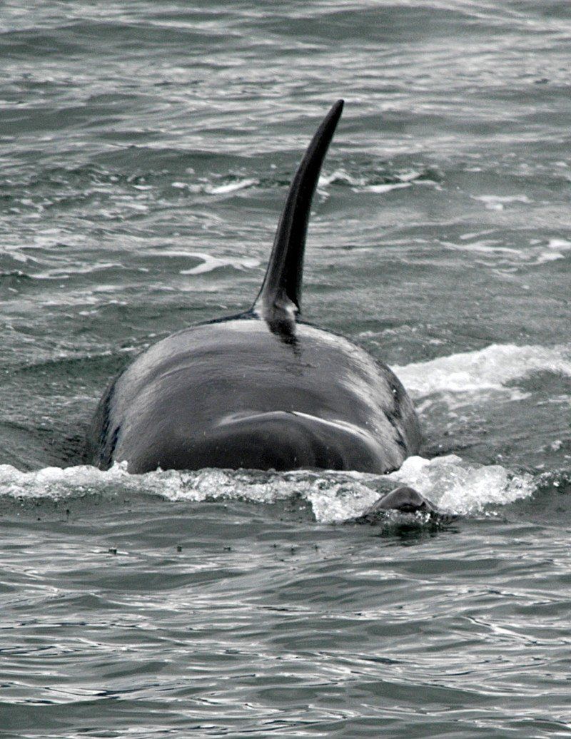 A black and white photo of a dolphin swimming in the ocean.