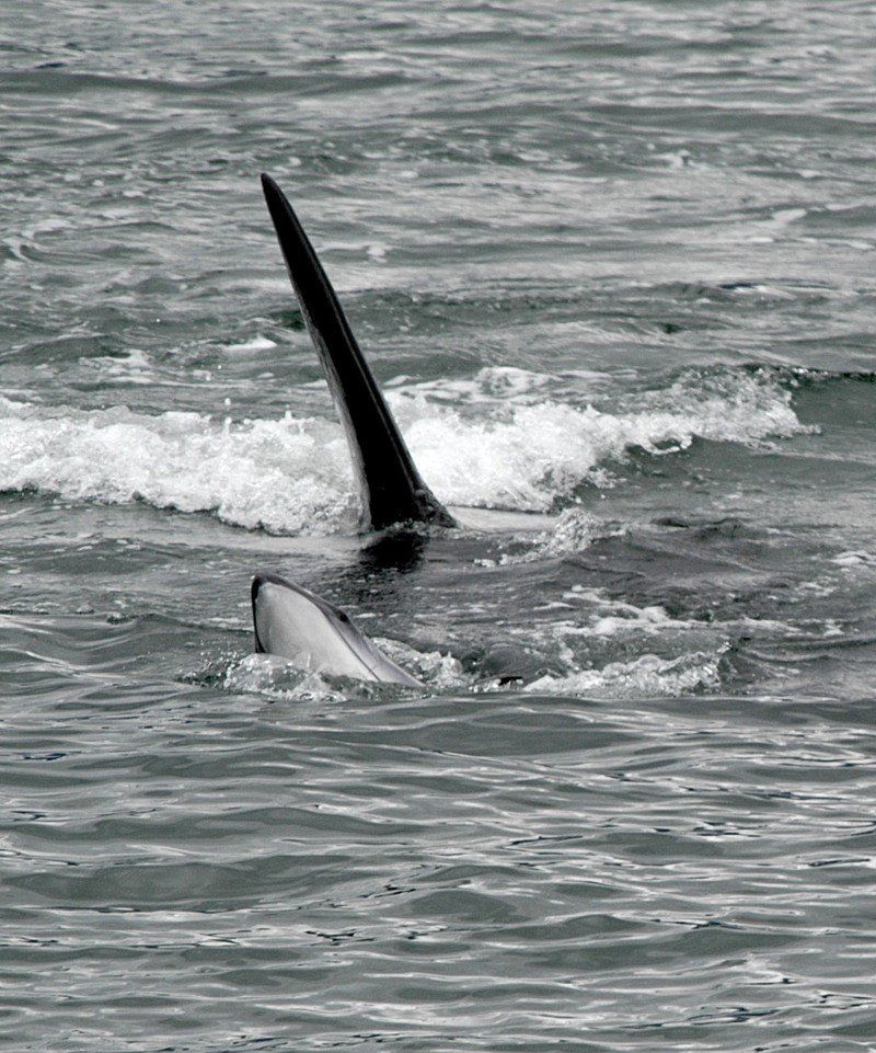 A black and white photo of a whale swimming in the ocean