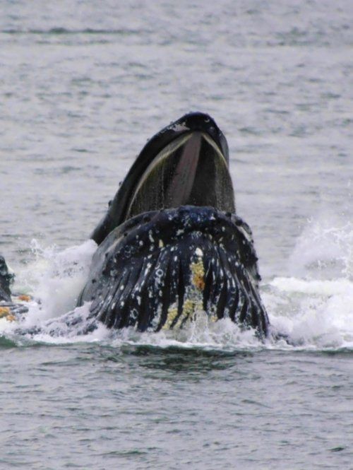 A whale with its mouth open is swimming in the water