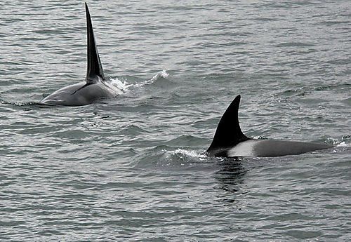 Two killer whales are swimming in the ocean.