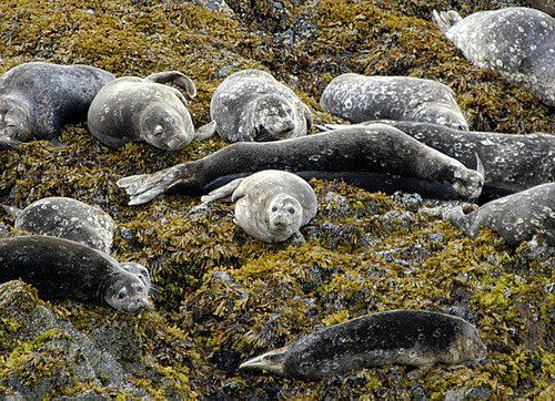 A group of seals are laying on a rocky beach.