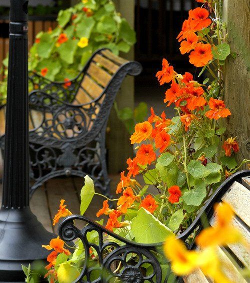 A park bench with orange flowers in front of it