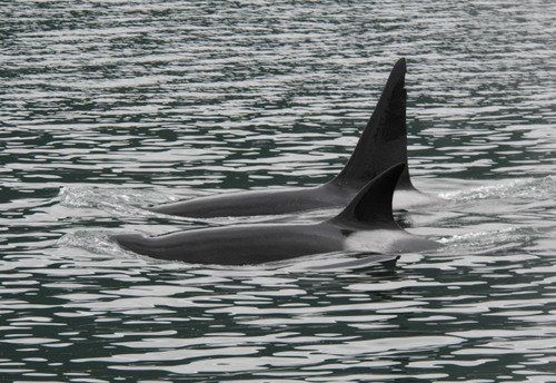 Two killer whales are swimming in the water.
