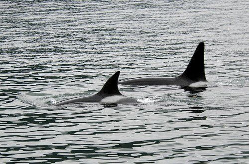 Two killer whales are swimming in the water.