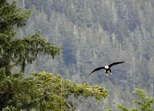 A bald eagle is flying over a forest.