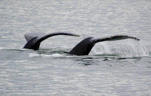 Two humpback whales are swimming in the ocean.