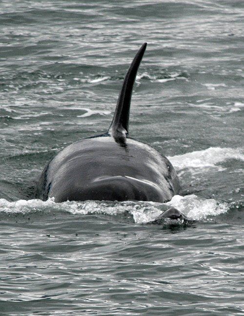 A black and white photo of a dolphin in the ocean
