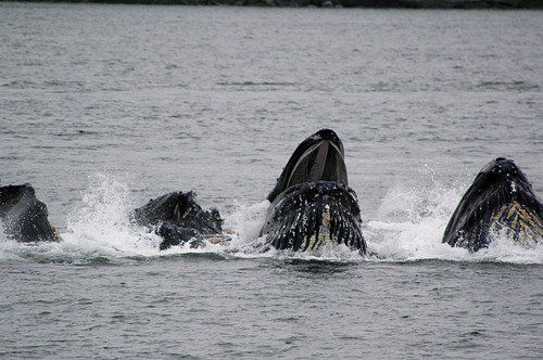 A group of humpback whales are swimming in the ocean.