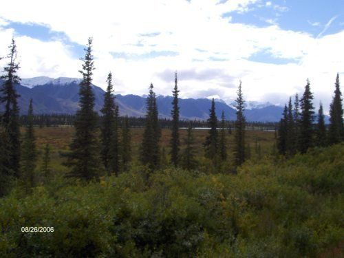 A picture of a forest taken on august 29 2009