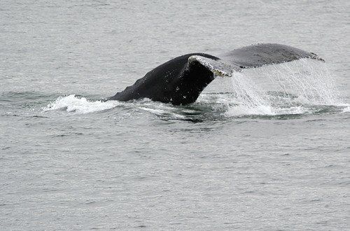 A humpback whale is swimming in the ocean.