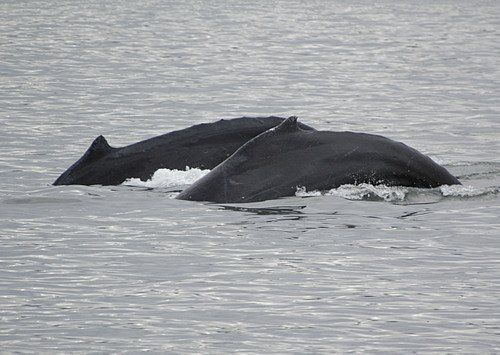 Two humpback whales are swimming in the ocean.