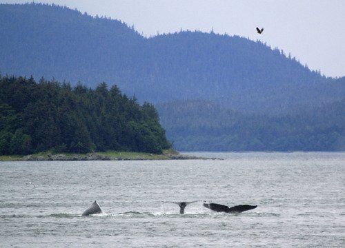 Two humpback whales are swimming in the ocean with mountains in the background.