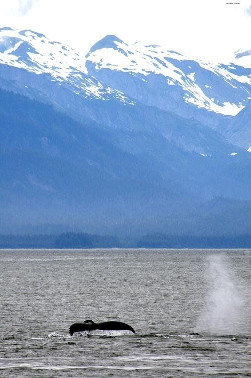 A whale is swimming in the ocean with mountains in the background
