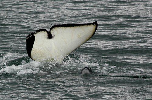 A black and white whale is swimming in the ocean.