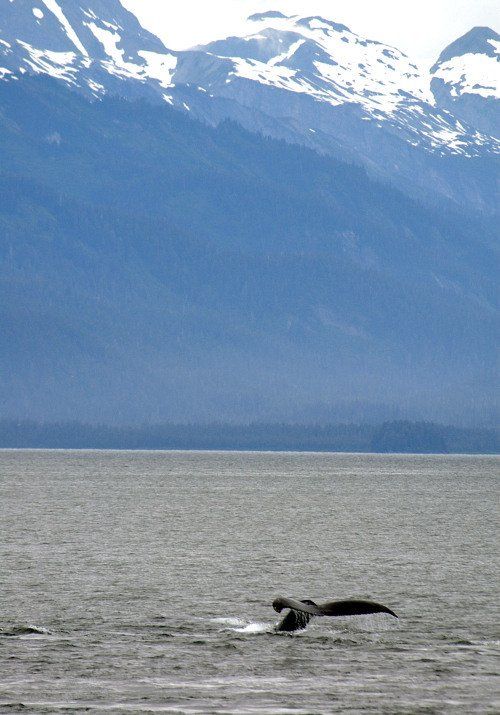 A whale is swimming in the ocean with mountains in the background