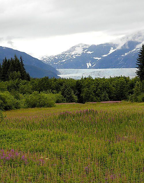 A field of grass and flowers with mountains in the background