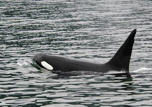 A black and white whale is swimming in the water