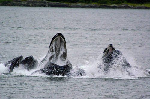 A group of whales are swimming in the water with their mouths open.
