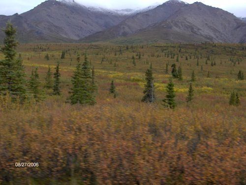 A field with trees and mountains in the background