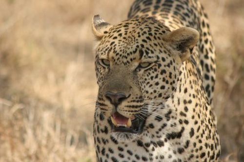 A close up of a leopard walking in the grass with its mouth open.