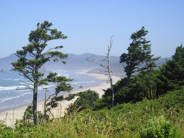 A beach with trees in the foreground and mountains in the background