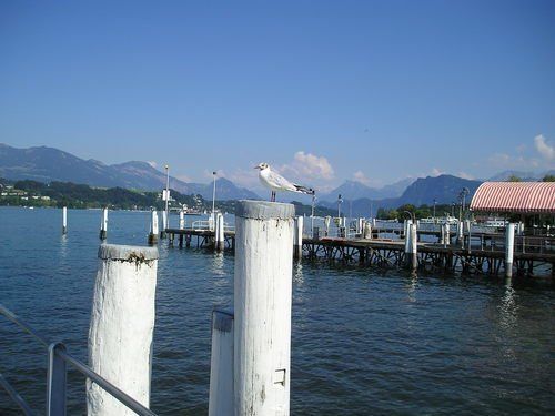 A seagull perched on a pole overlooking a body of water