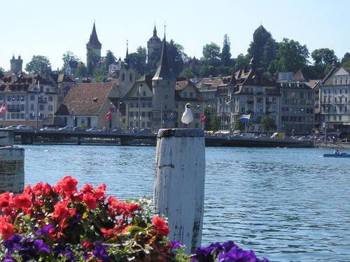 A view of a city from the water with flowers in the foreground