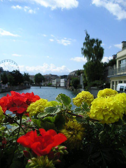 Red and yellow flowers in front of a body of water