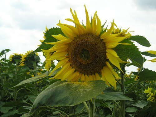 A sunflower in a field with a cloudy sky in the background